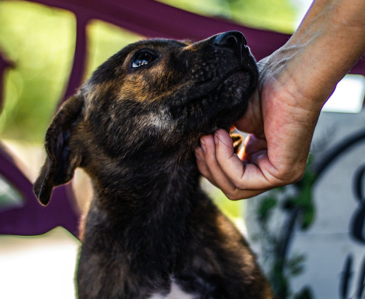 Mão acariciando um cão resgatado